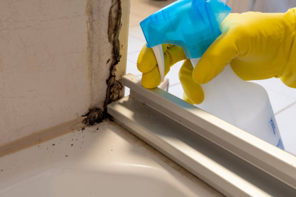 Best Kitchen Mold Remediation in Battle Creek, MI