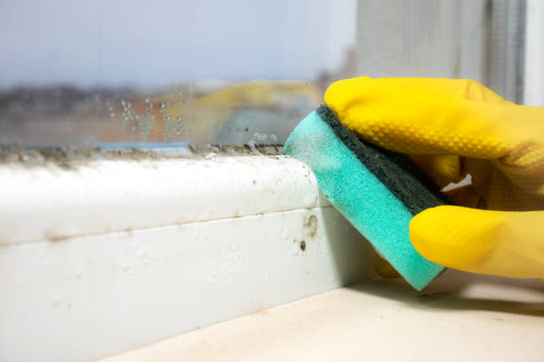 Best Attic Mold Remediation in Battle Creek, MI