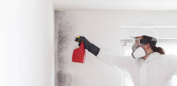 Best Emergency Mold Remediation in Battle Creek, MI
