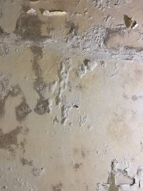 Best Residential Mold Remediation in Battle Creek, MI
