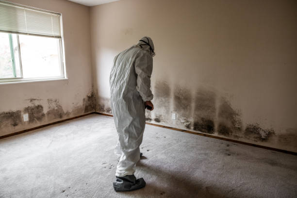 Best Black Mold Remediation in Battle Creek, MI