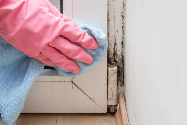 Best DIY Mold Remediation Support Services in Battle Creek, MI